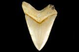 Serrated, Fossil Megalodon Tooth - Indonesia #161699-1